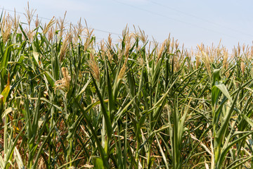 Fototapeta premium Corn cropping at the pending stage and ear formation in Brazil