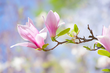 Pink magnolia flowers bloom in blooming spring mysterious garden on blue sky background, beautiful...