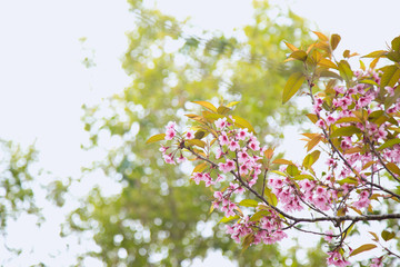 Beautiful cherry blossom or sakura in spring time over  sky