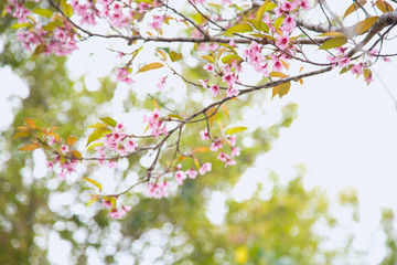Beautiful cherry blossom or sakura in spring time over  sky