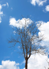 Dead dry tree on blue sky background