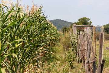 Corn cropping at the pending stage and ear formation in Brazil