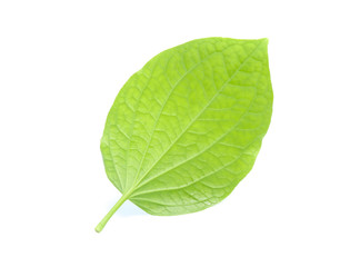 Piper sarmentosum, Wildbetal leafbush leaf isolated on white