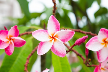 Obraz premium Plumeria with leaves nature background