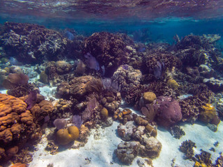 Coral Reef in Belize