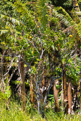 Costa Rica lush tropical vegetation