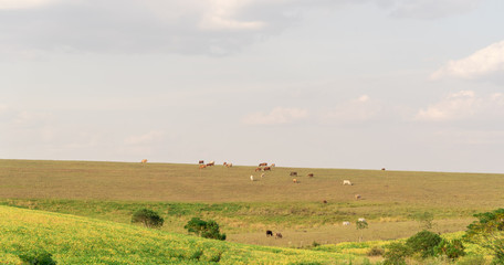 Fototapeta na wymiar Cow breeding fields in the pampa biome region in southern Brazil