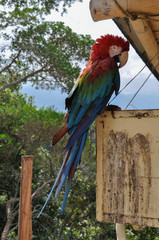 guacamaya, tropico, ave, plumas, tropico, tropical, colombia, naturaleza, colombia