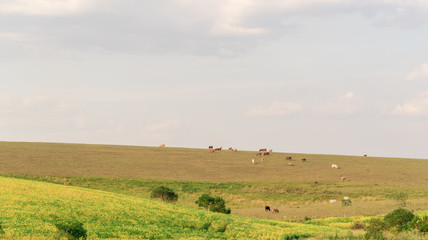 Cow breeding fields in the pampa biome region in southern Brazil