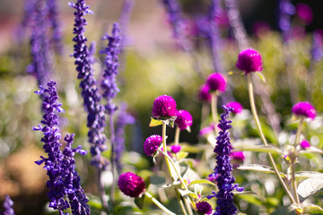 field of purple flowers