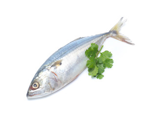 Fresh mackerel isolated on white background