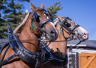 Obraz premium carriage horses