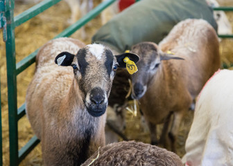 Fototapeta premium sheep on farm