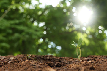 Agriculture. Growing plants. Plant seedling