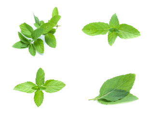 mint leaves isolated isolated on white (set  mix   collection)