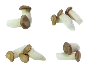 set of King Oyster mushrooms isolated on white background