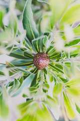 close-up of african protea plant with green leaves bokeh