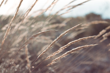 Fototapeta premium Wheat in the wind