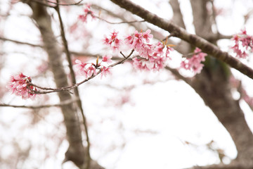 Beautiful cherry blossom or sakura in spring time over  sky