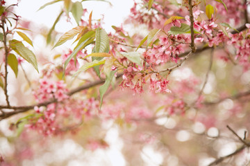 Fototapeta premium Beautiful cherry blossom or sakura in spring time over sky