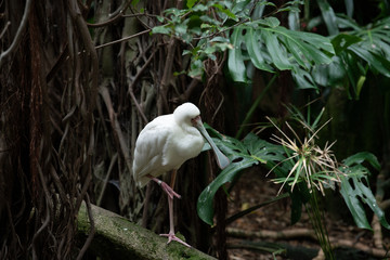 White Spoonbill