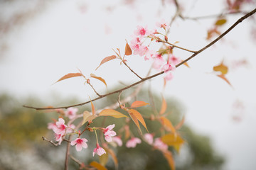 Beautiful cherry blossom or sakura in spring time over  sky
