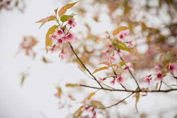 Beautiful cherry blossom or sakura in spring time over  sky