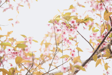 Fototapeta na wymiar Beautiful cherry blossom or sakura in spring time over sky