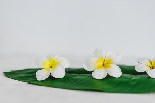 monoi flowers on tropical green leaf on calming white background