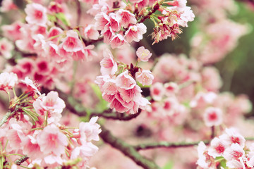 Fototapeta premium Vintage sakura or cherry blossom