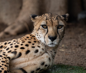Cheetah