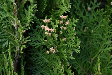 Male flower of Platycladus orientalis (Oriental arborvitae), an evergreen conifer.