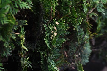 Male flower of Platycladus orientalis (Oriental arborvitae), an evergreen conifer.