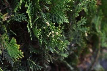 Male flower of Platycladus orientalis (Oriental arborvitae), an evergreen conifer.