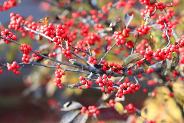 Fototapeta na wymiar 빨간 열매가 보이는 가을