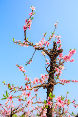 Pink peach blossoms in spring season.