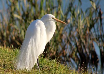 Snowly Egret waiting for dinner
