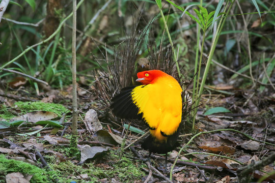 Male Flame Bowerbird displaying vivid colours with outstretched wing at bower to attract female in nature wild New Guinea paradise bird of paradise