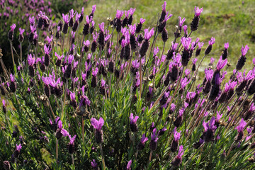 Flores de cantueso, Lavandula stoechas, en una dehesa de Extremadura en la Vía de la Plata.