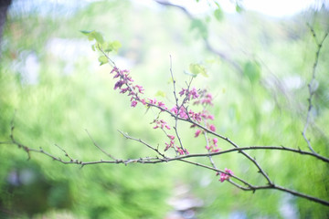 Soft focus of beautiful pink flowers on branch of tree with blurred green background ,natural  greenery ecological .