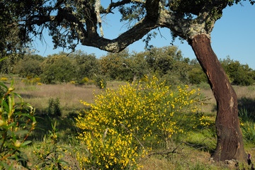 Alcornoque y retama negra en una dehesa de Extremadura en la Vía de la Plata.