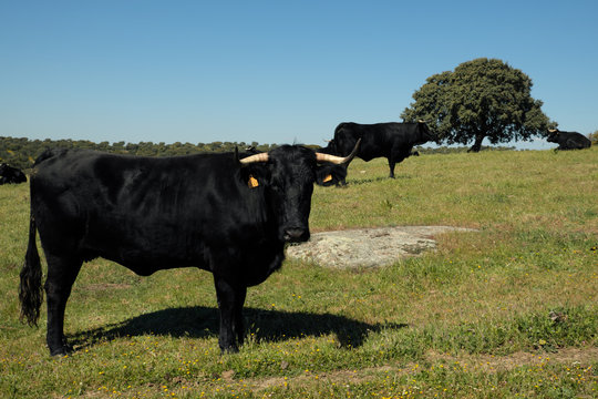 Ganado vacuno de raza avile&ntilde;a negra ib&eacute;rica en una dehesa extreme&ntilde;a.