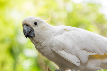 White parrot at the Bali Safari & Marine Park