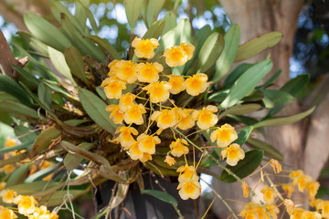 Dendrobium lindleyi Steud or Honey fragrant is yellow orchid flower bloom on tree with sunlight on...