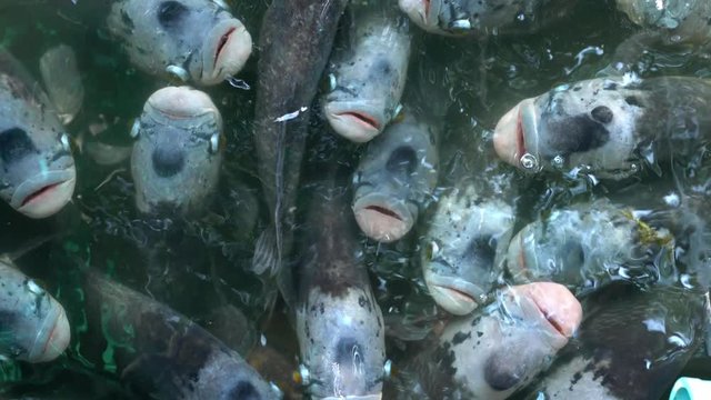 Flock of Giant gourami fish or Osphronemus goramy swimming in a pond