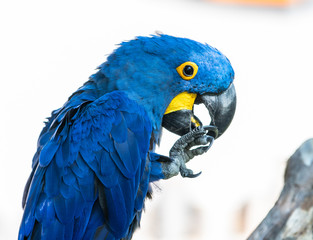 Blue Parrot