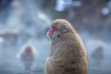 japanese monkeys in hot springs