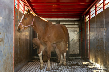 .Horse and pone in an animal transport van.