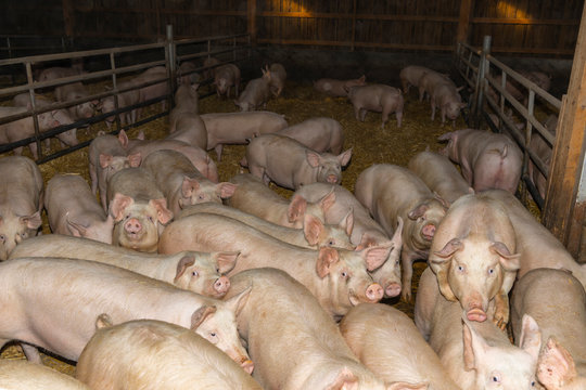 pigs in farm,  pigsty livestock pork production