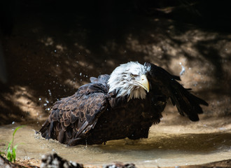 Bald Eagle Bath